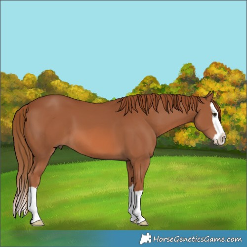 Horse Color:Chestnut Splash 