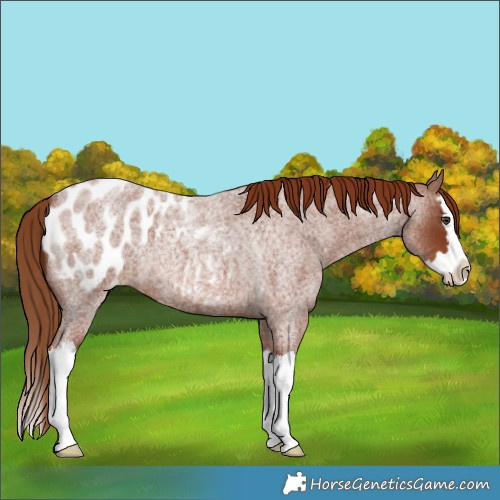Horse Color:Red Roan Splash Appaloosa