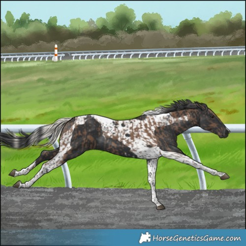 Horse Color:Silver Black Tobiano  and Black Tobiano 