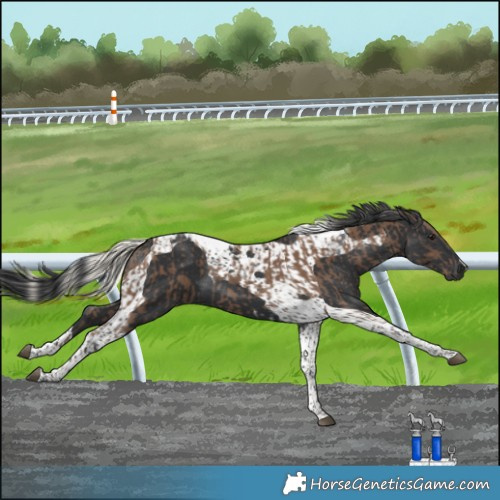 Horse Color:Silver Black Tobiano  and Black Tobiano 