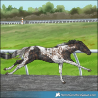 Horse Color:Silver Black Tobiano and Black Tobiano