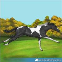 Horse Color:Black Tobiano