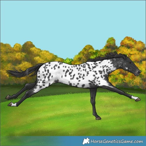 Horse Color:Black Appaloosa