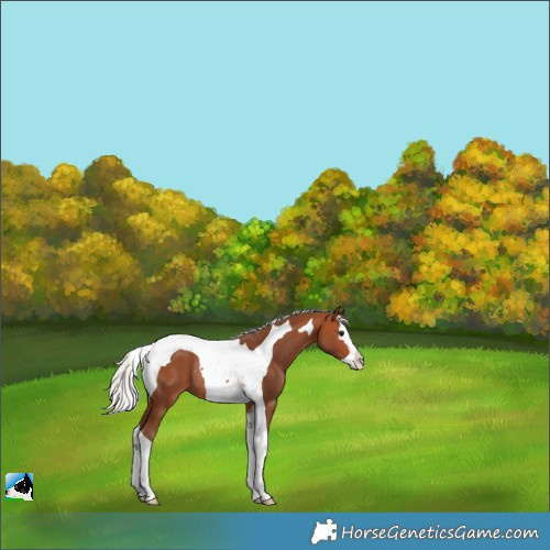 Horse Color:Silver Bay Splash Tobiano Rabicano 
