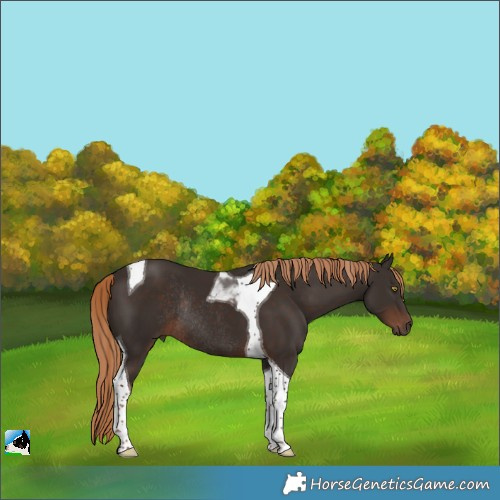 Horse Color:Liver Chestnut Tobiano Rabicano