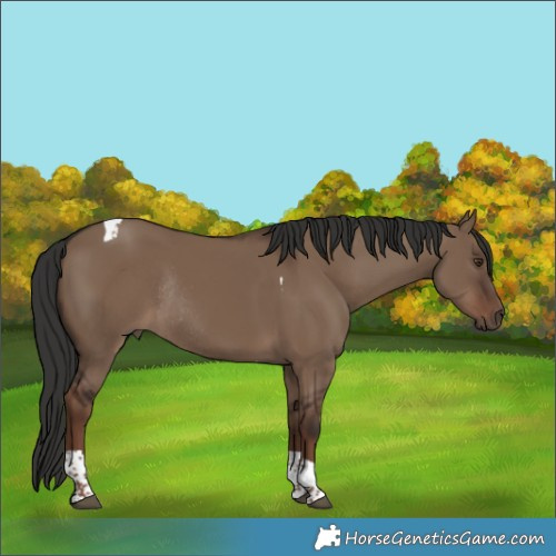 Horse Color:Liver Red Dun Tobiano Rabicano 