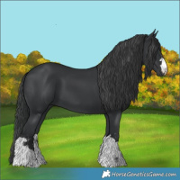 Horse Color:Black 