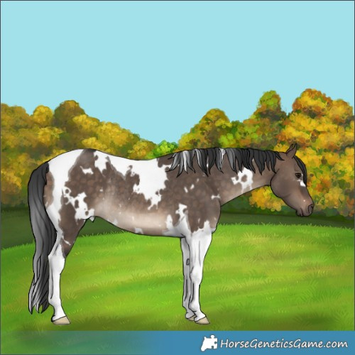 Horse Color:White Spotted Brown Dun Tobiano Rabicano 