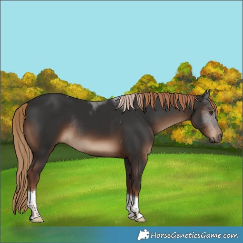 Horse Color:Liver Chestnut Tobiano Rabicano 