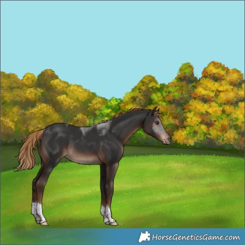 Horse Color:Liver Chestnut Tobiano Rabicano 