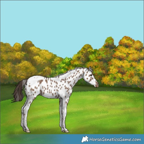 Horse Color:Liver Red Dun Tobiano Appaloosa Rabicano 