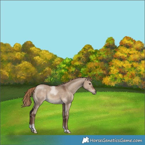 Horse Color:Liver Red Dun Tobiano Rabicano 