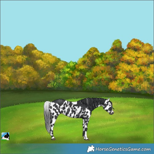 Horse Color:Black Skewed Appaloosa 