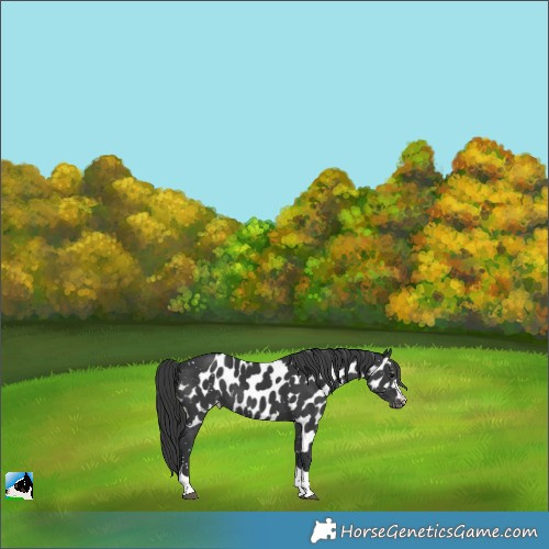 Horse Color:Black Skewed Appaloosa 