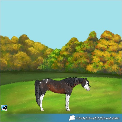 Horse Color:Brown Splash Skewed LP Spotted