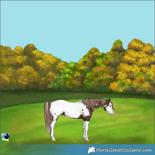 Horse Color:Liver Chestnut Splash Appaloosa