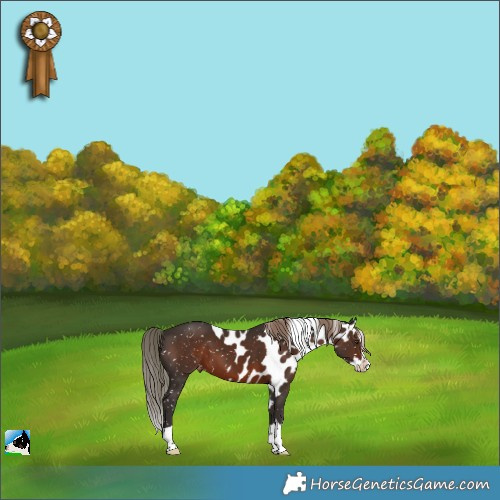 Horse Color:Liver Chestnut Splash Skewed Appaloosa