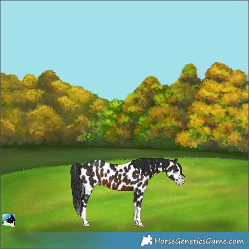 Horse Color:Brown Splash Skewed Appaloosa 