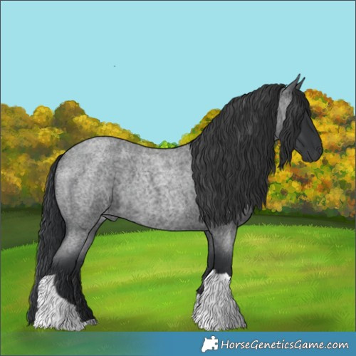 Horse Color:Blue Roan Tobiano