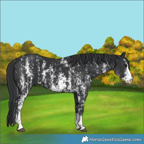 Horse Color:Black Sabino  and Black Sabino Rabicano 