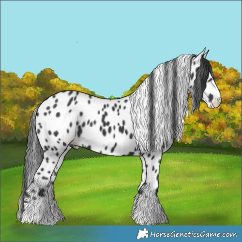 Horse Color:Black Leopard
