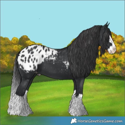 Horse Color:Black Splash Blanket 