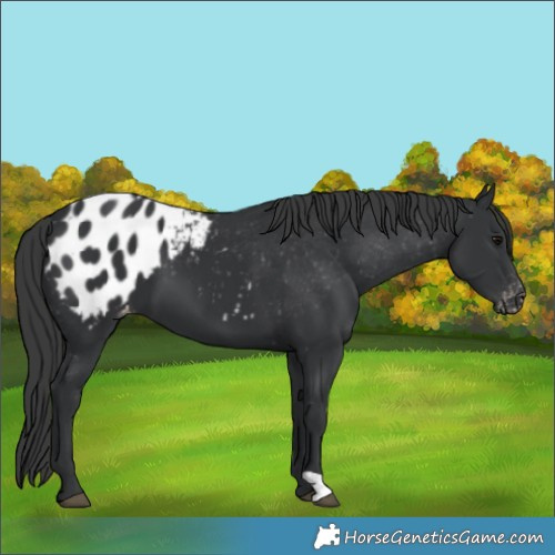 Horse Color:Black Blanket 