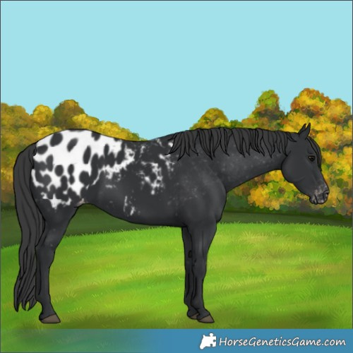 Horse Color:Black Blanket 