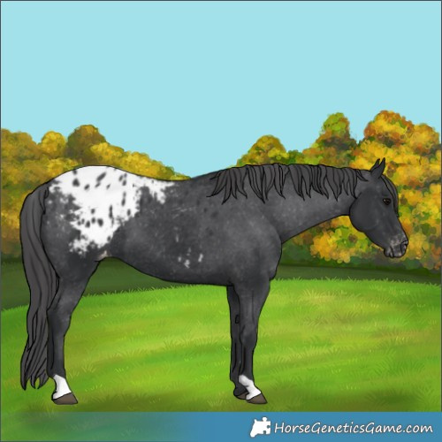 Horse Color:Black Blanket 