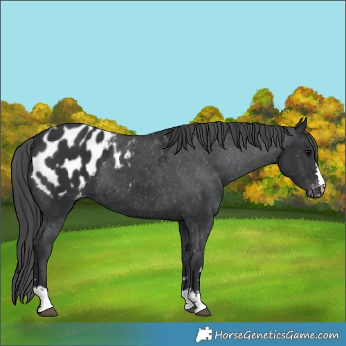 Horse Color:Black Blanket 