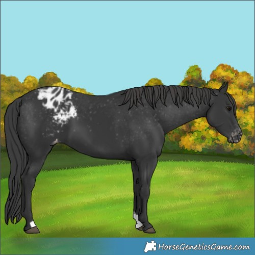 Horse Color:Black Varnish