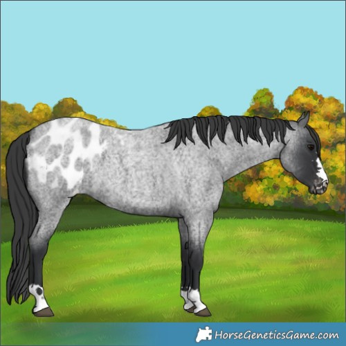 Horse Color:Blue Roan Blanket 