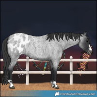 Horse Color:Blue Roan Blanket 