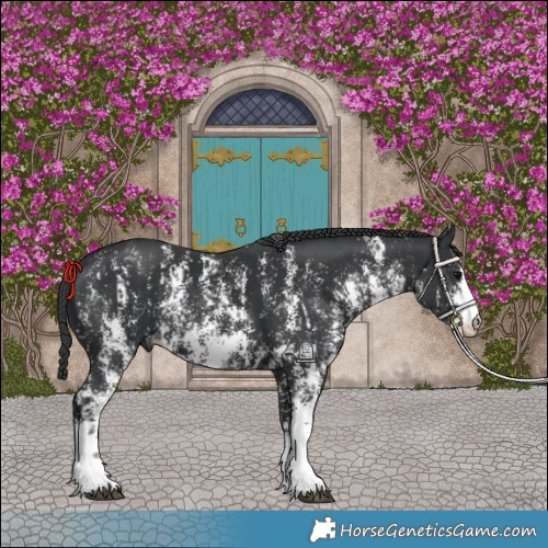 Horse Color:Black Sabino  and Black Sabino 