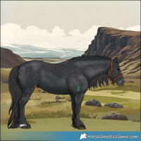 Horse Color:Black Varnish