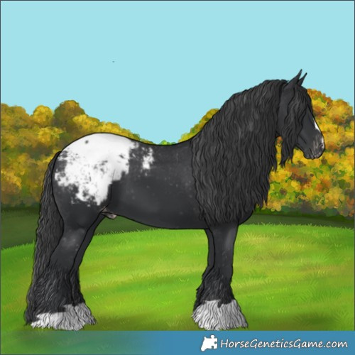 Horse Color:Black Snowcap