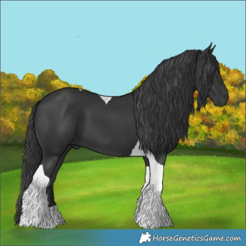 Horse Color:Black Tobiano