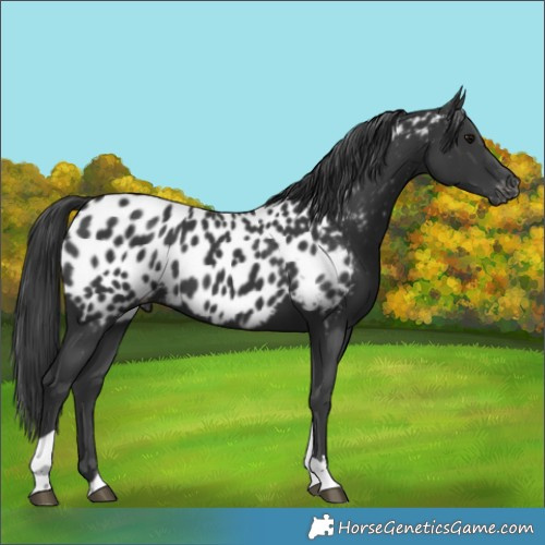 Horse Color:Black Tobiano Near Leopard 