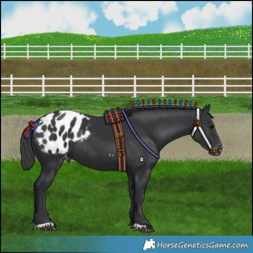 Horse Color:Black Blanket Rabicano