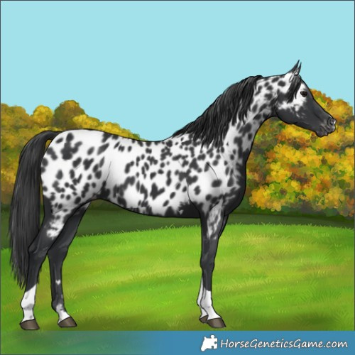 Horse Color:Black Tobiano Near Leopard