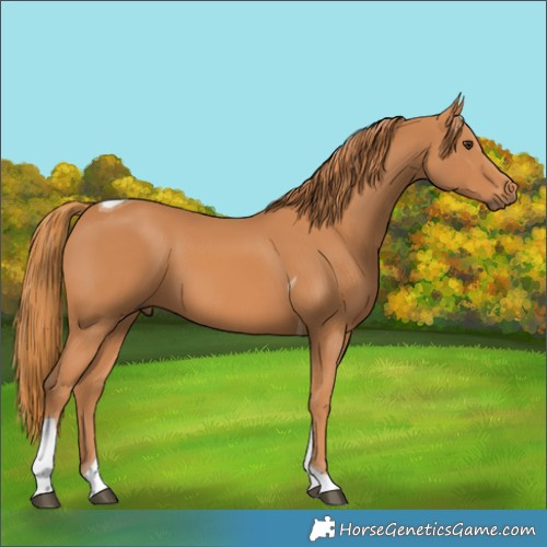 Horse Color:Chestnut Tobiano 