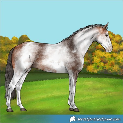 Horse Color:White Spotted Bay 