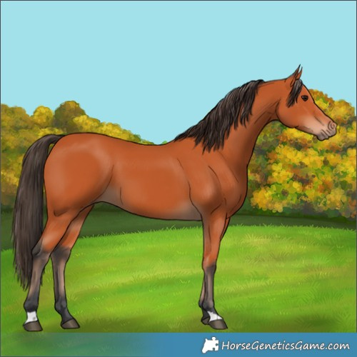Horse Color:Bay 