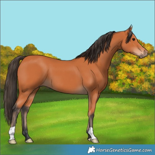 Horse Color:Bay 