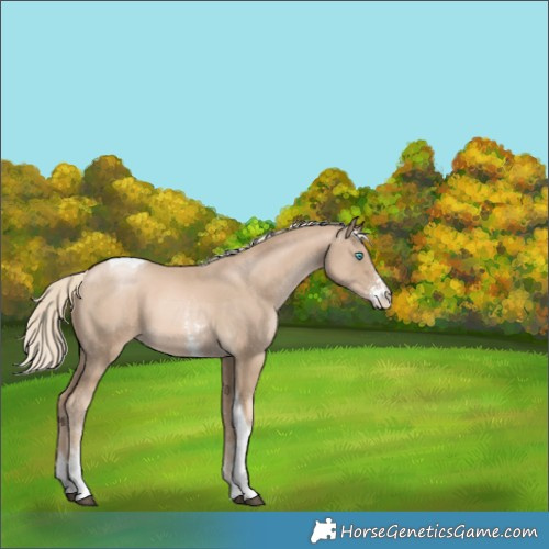 Horse Color:Chocolate Palomino Sabino Tobiano 