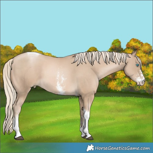 Horse Color:Chocolate Palomino Sabino Tobiano