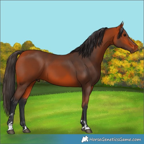 Horse Color:Bay 