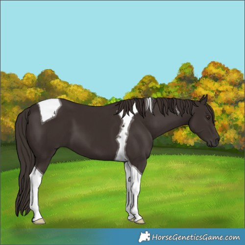 Horse Color:Liver Chestnut Tobiano 