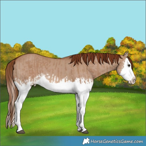 Horse Color:Red Dun Splash  and Red Dun Splash 