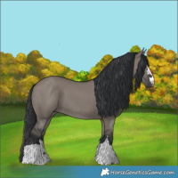 Horse Color:Grullo 